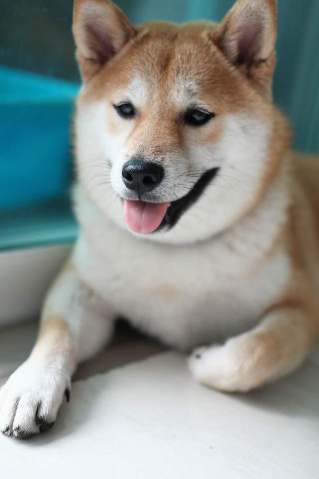 akita inu