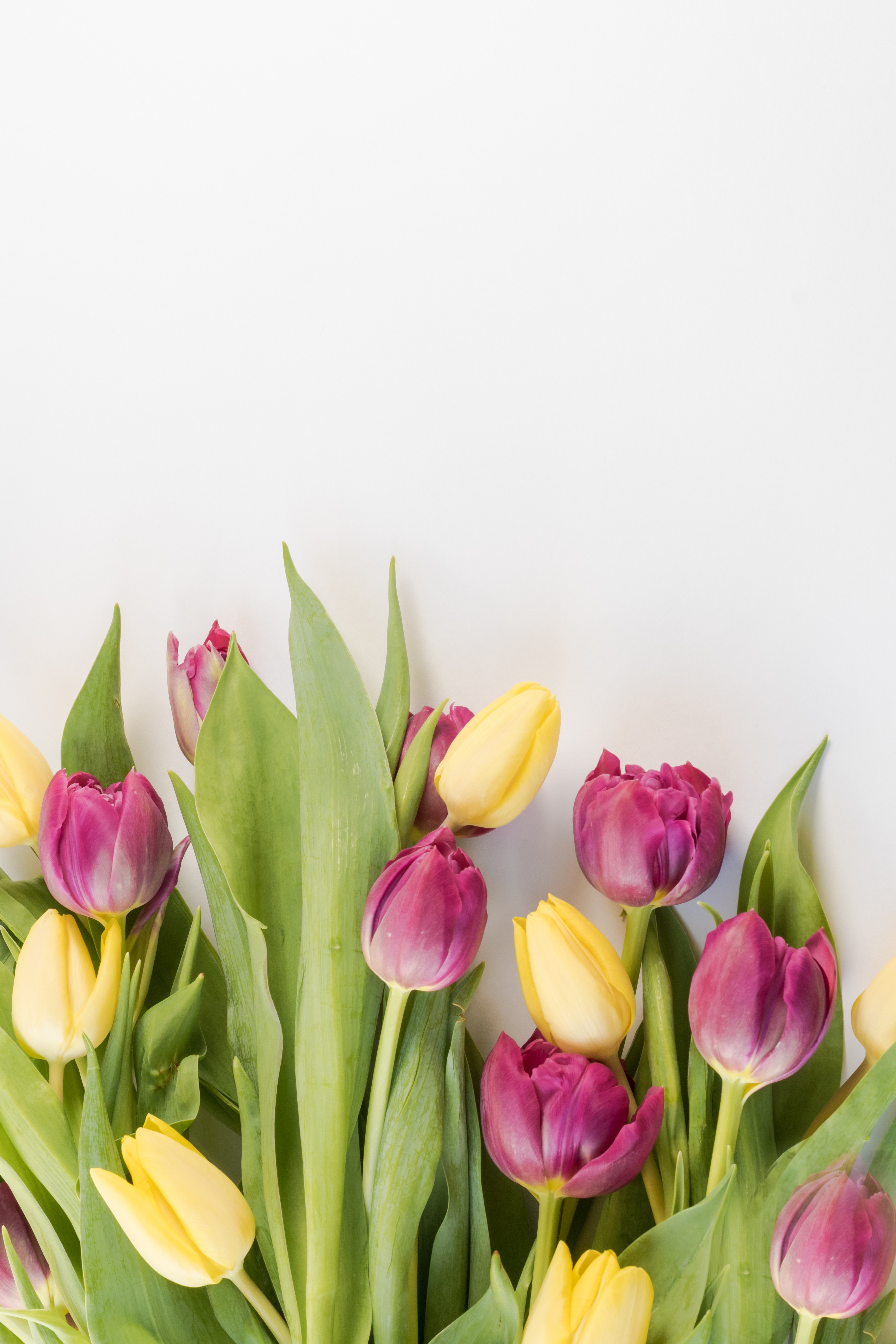 Barevné tulipány 